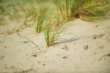 Végétation à Nieuport © Kris Jacobs