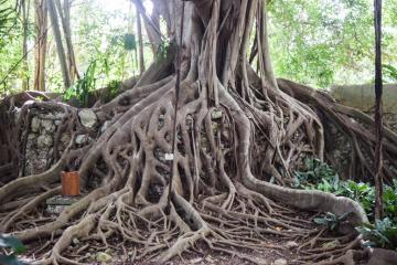 Les arbres centenaires sont légions dans l'Hacienda © Yonder.fr 