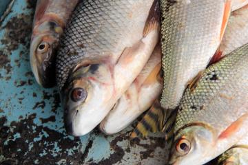 Au menu ce soir, poisson frais. | © Cédric Aubert