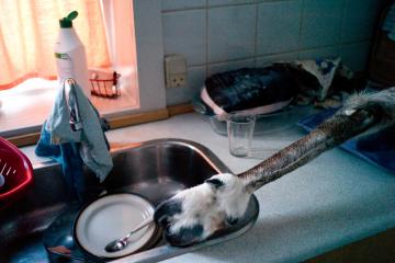 Une pate d’un renne qui figurait au menu du dîner.