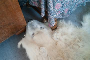 Une peau d’ours est utilisée comme tapis dans le salon.  